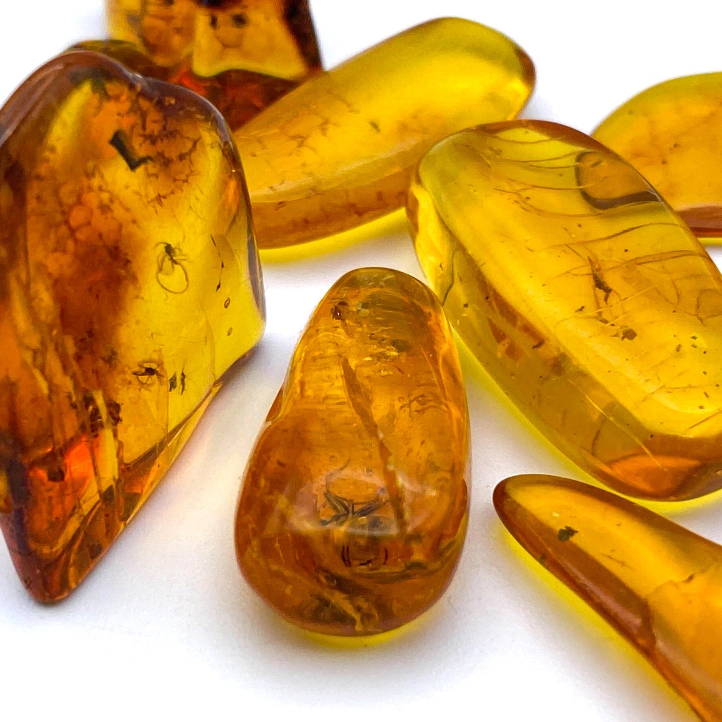 Insect in Amber - Baltic Amber