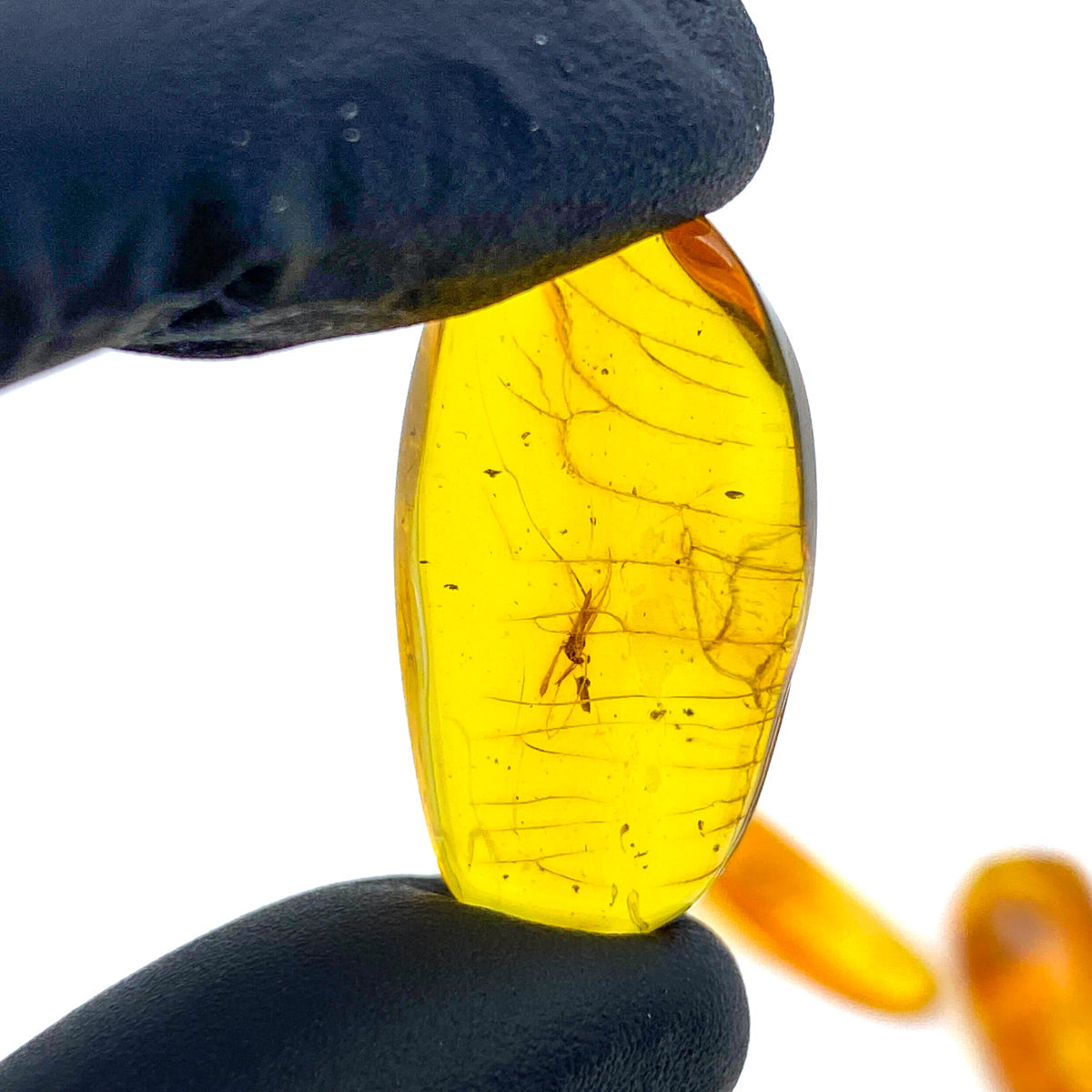 Insect in Amber - Baltic Amber