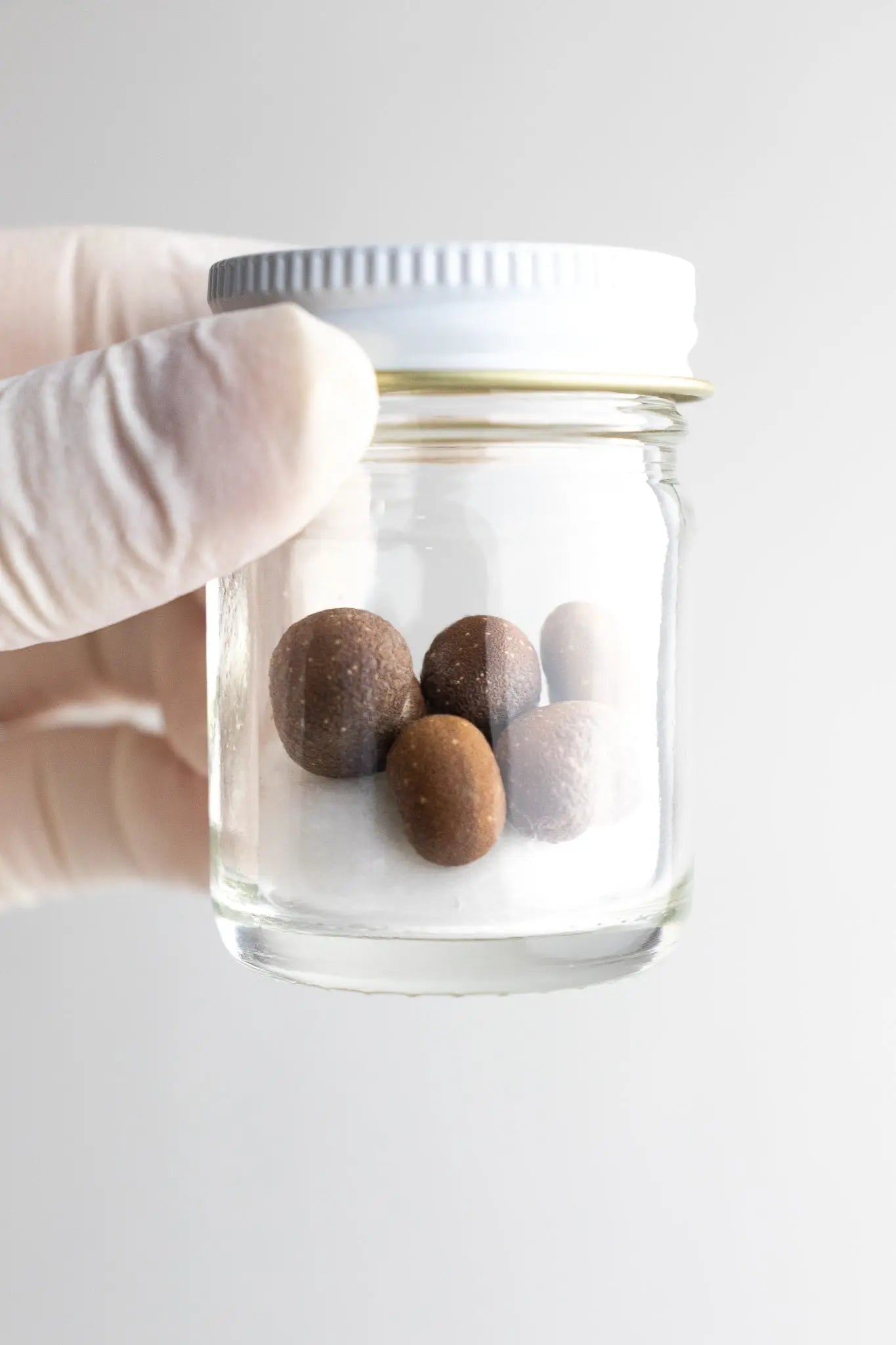 Baobab Seeds Natural Specimen Stemcell Science Shop