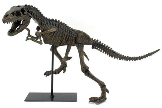 Replica T-Rex Skeleton Dinosaur Fossil with Stand