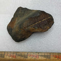 Mazon Creek Fern Fossil #9-037
