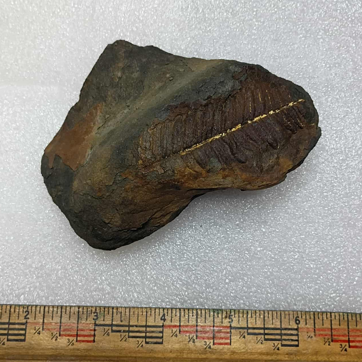 Mazon Creek Fern Fossil #9-037