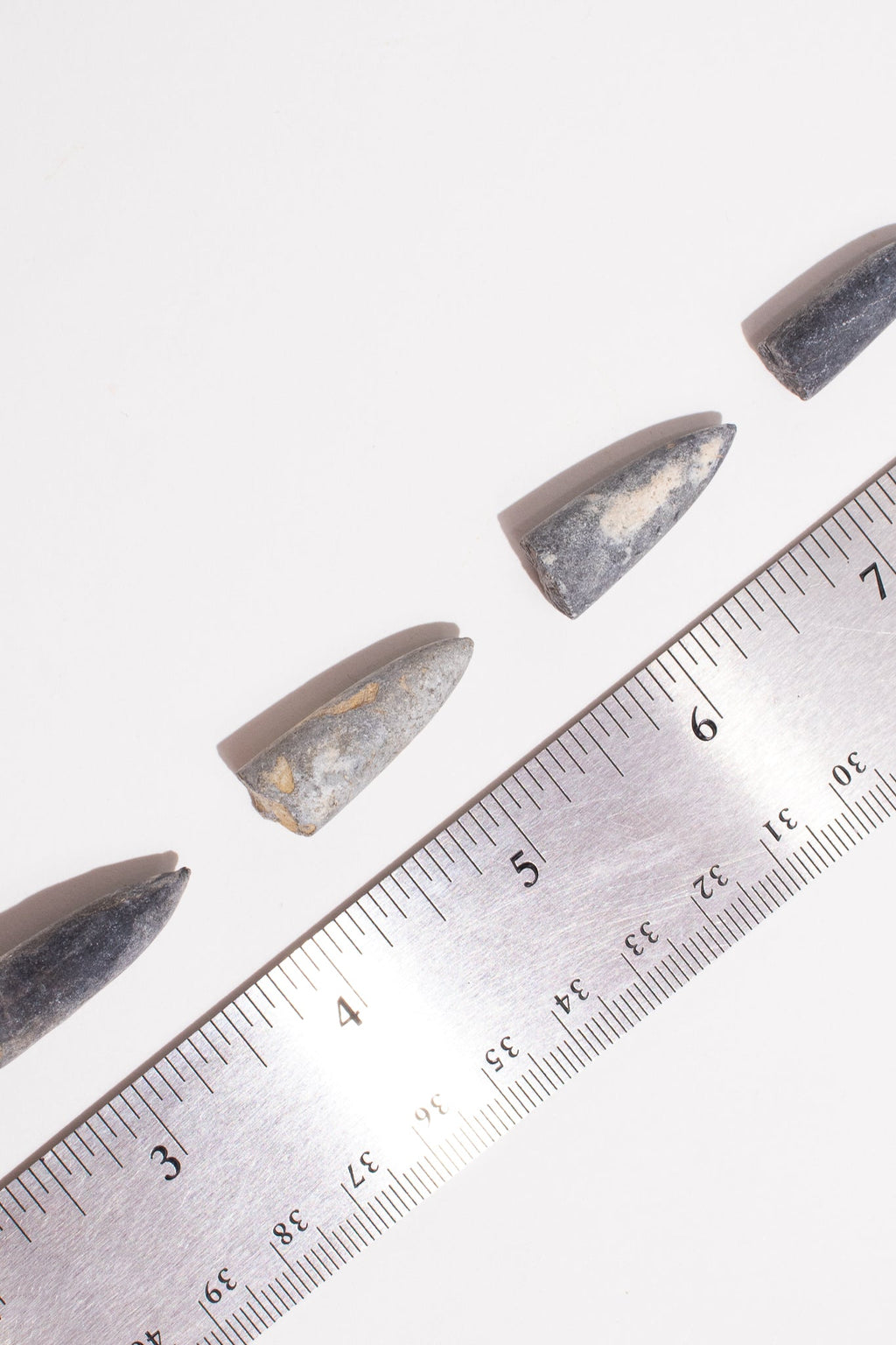 Belemnite Fossil, Default Title at Stemcell Science Shop