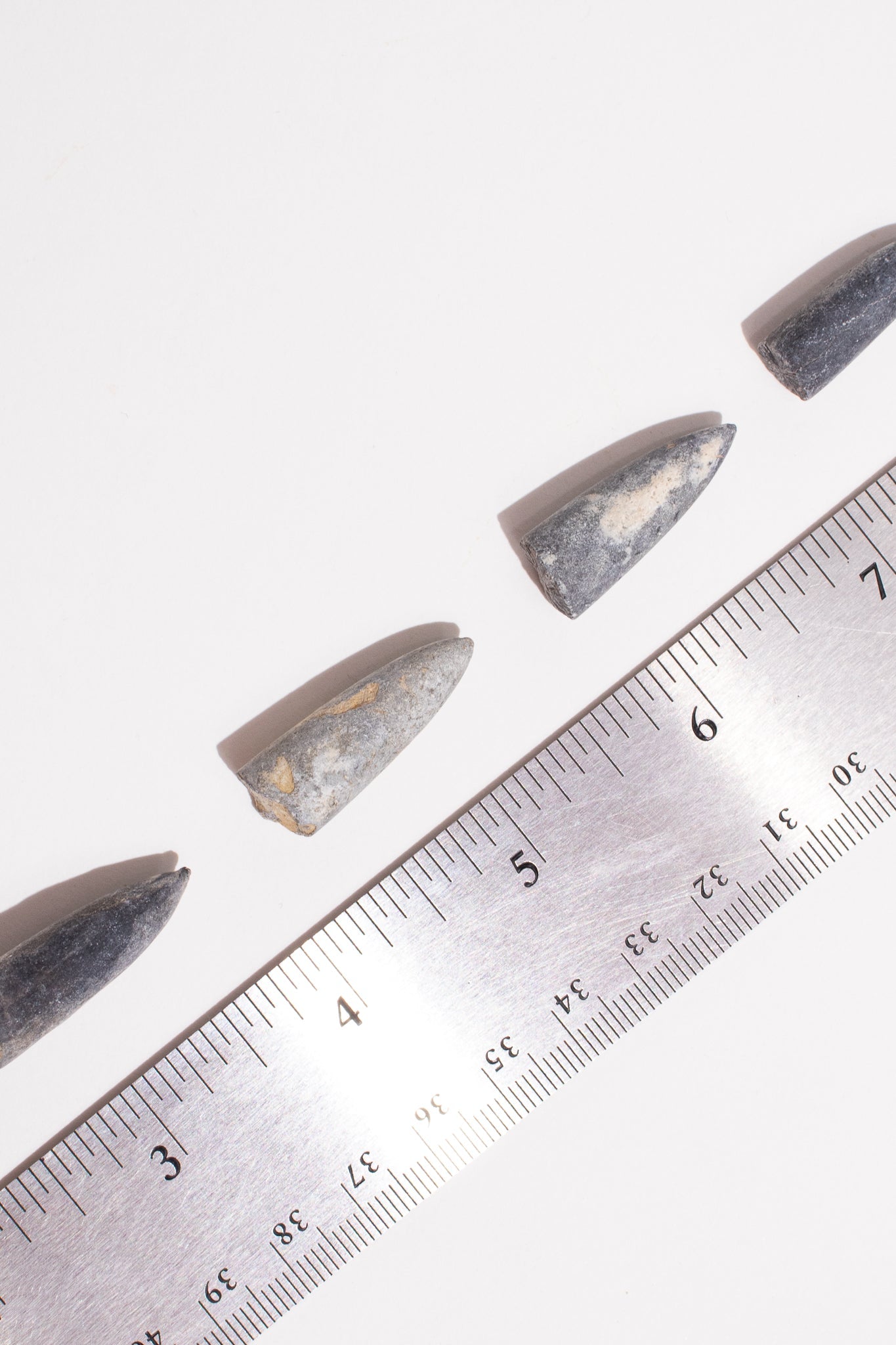 Belemnite Fossil, Default Title at Stemcell Science Shop