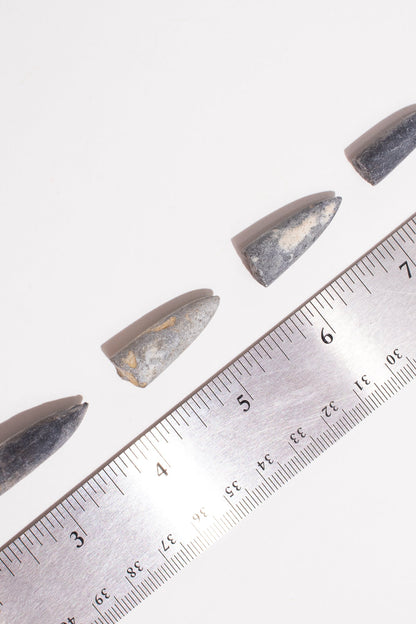 Belemnite Fossil Fossil Stemcell Science Shop