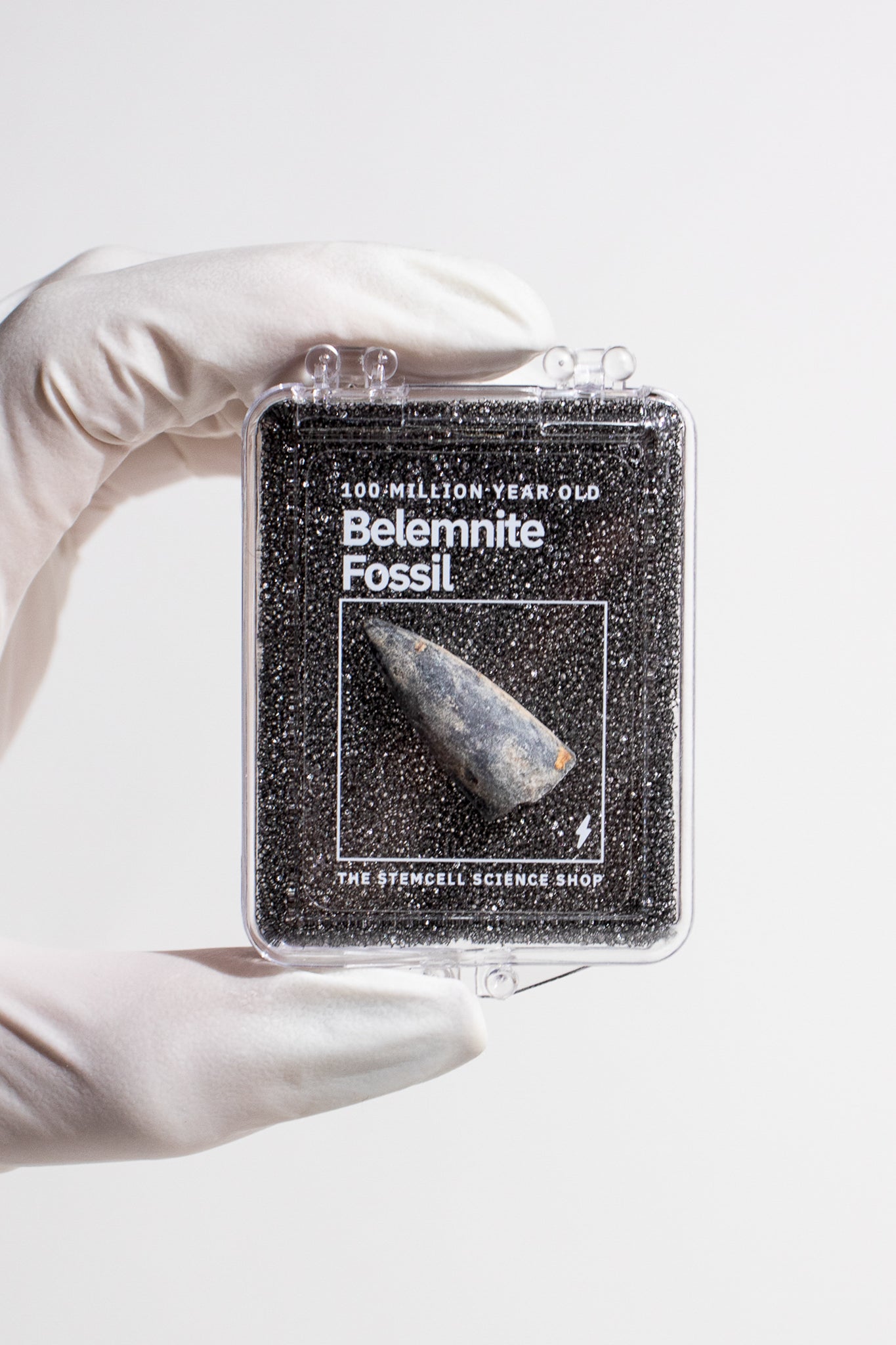 Belemnite Fossil, Default Title at Stemcell Science Shop