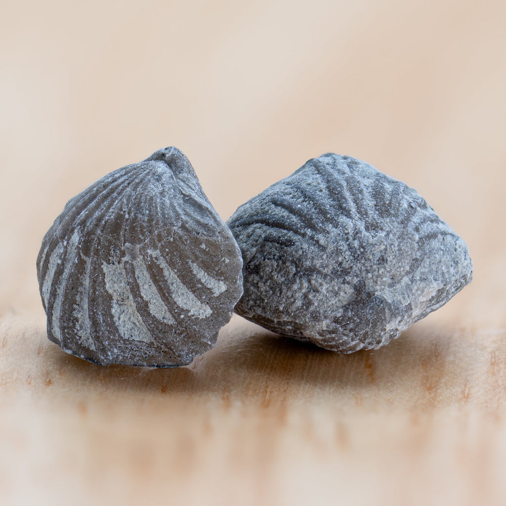 Ancient Oceans - 4-in-1 Fossil Specimen Collection