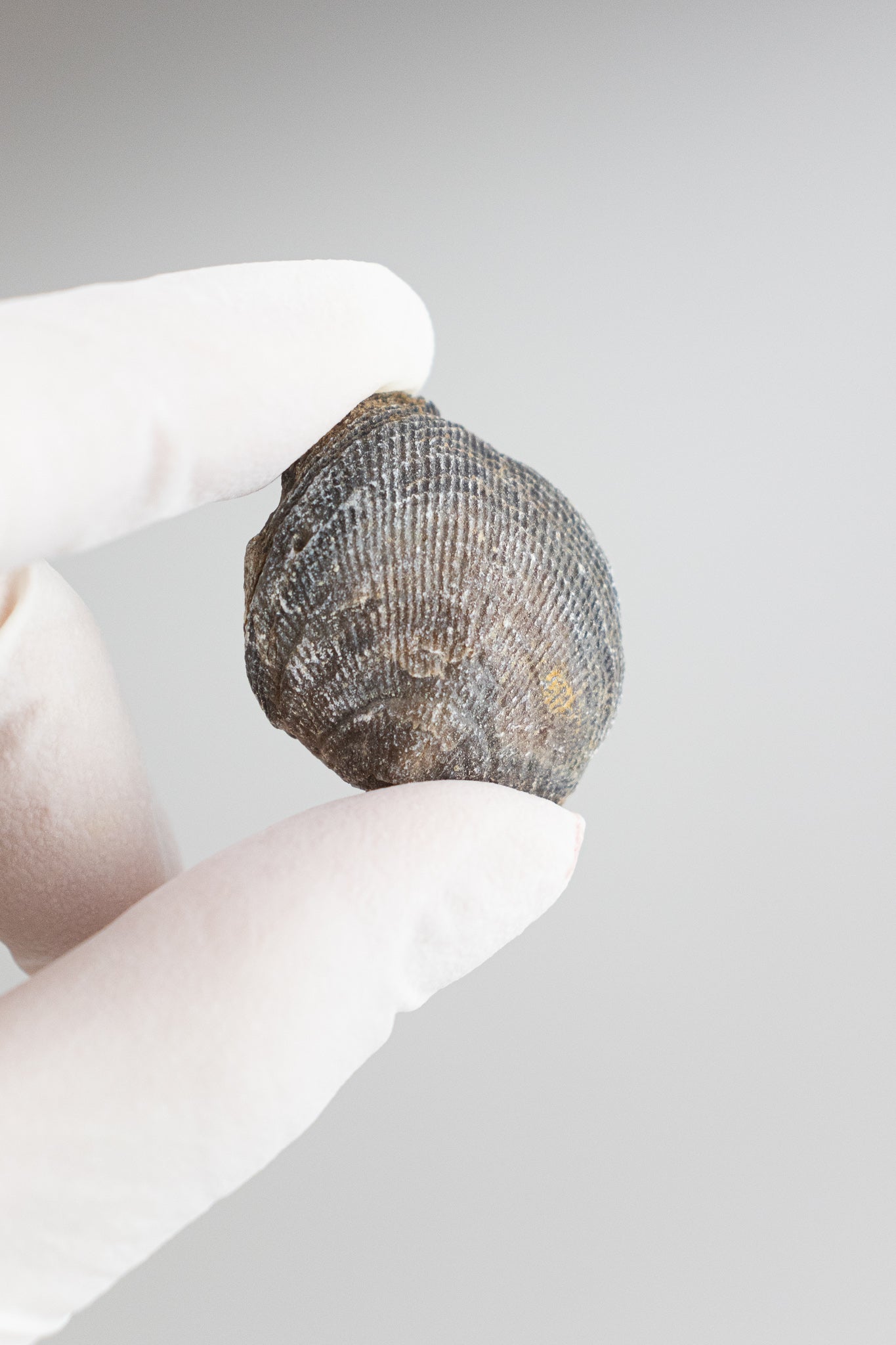 Brachiopod Fossil Fossil Stemcell Science Shop