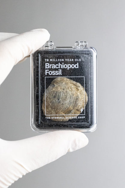 Brachiopod Fossil Fossil Stemcell Science Shop