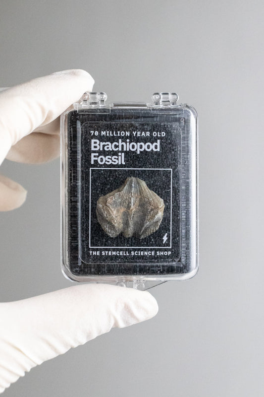 Brachiopod Fossil - Fossil from Stemcell Science Shop
