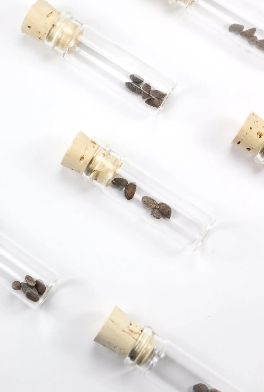 Bristlecone Pine Seeds, Default Title at Stemcell Science Shop