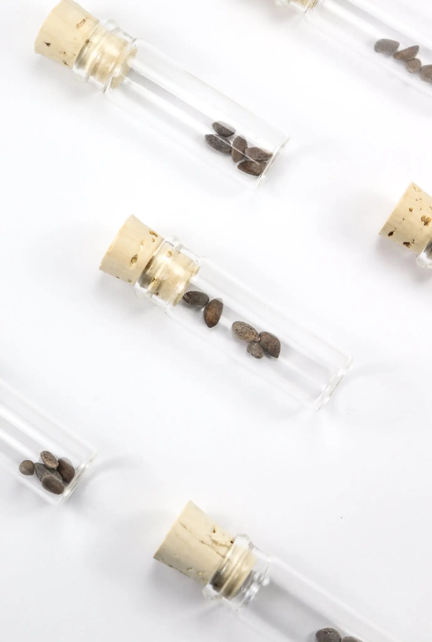 Bristlecone Pine Seeds, Default Title at Stemcell Science Shop