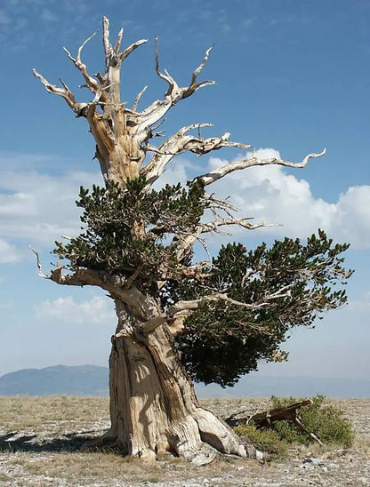 Bristlecone Pine Seeds Natural Specimen Stemcell Science Shop