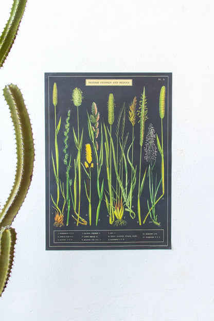 British Grass and Sedges Scientific Chart - Charts from Stemcell Science Shop