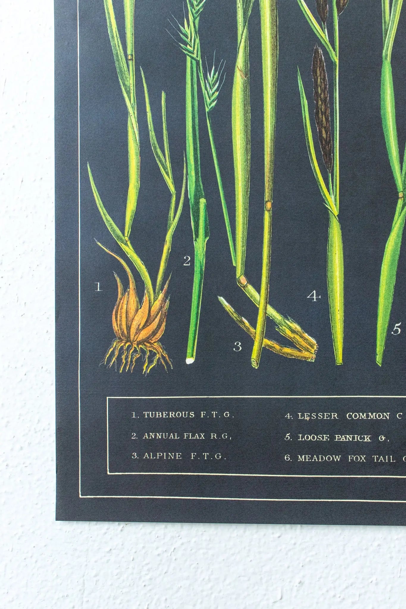 British Grass and Sedges Scientific Chart - Charts from Stemcell Science Shop