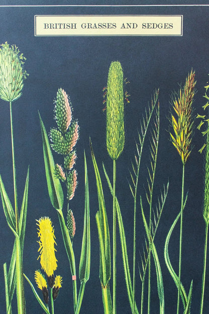 British Grass and Sedges Scientific Chart - Charts from Stemcell Science Shop