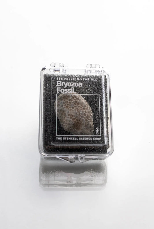 Bryozoa Fossil - Fossil from Stemcell Science Shop