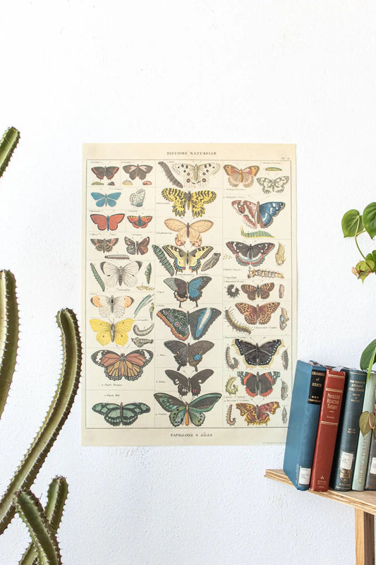 Butterfly Scientific Chart Charts Stemcell Science Shop