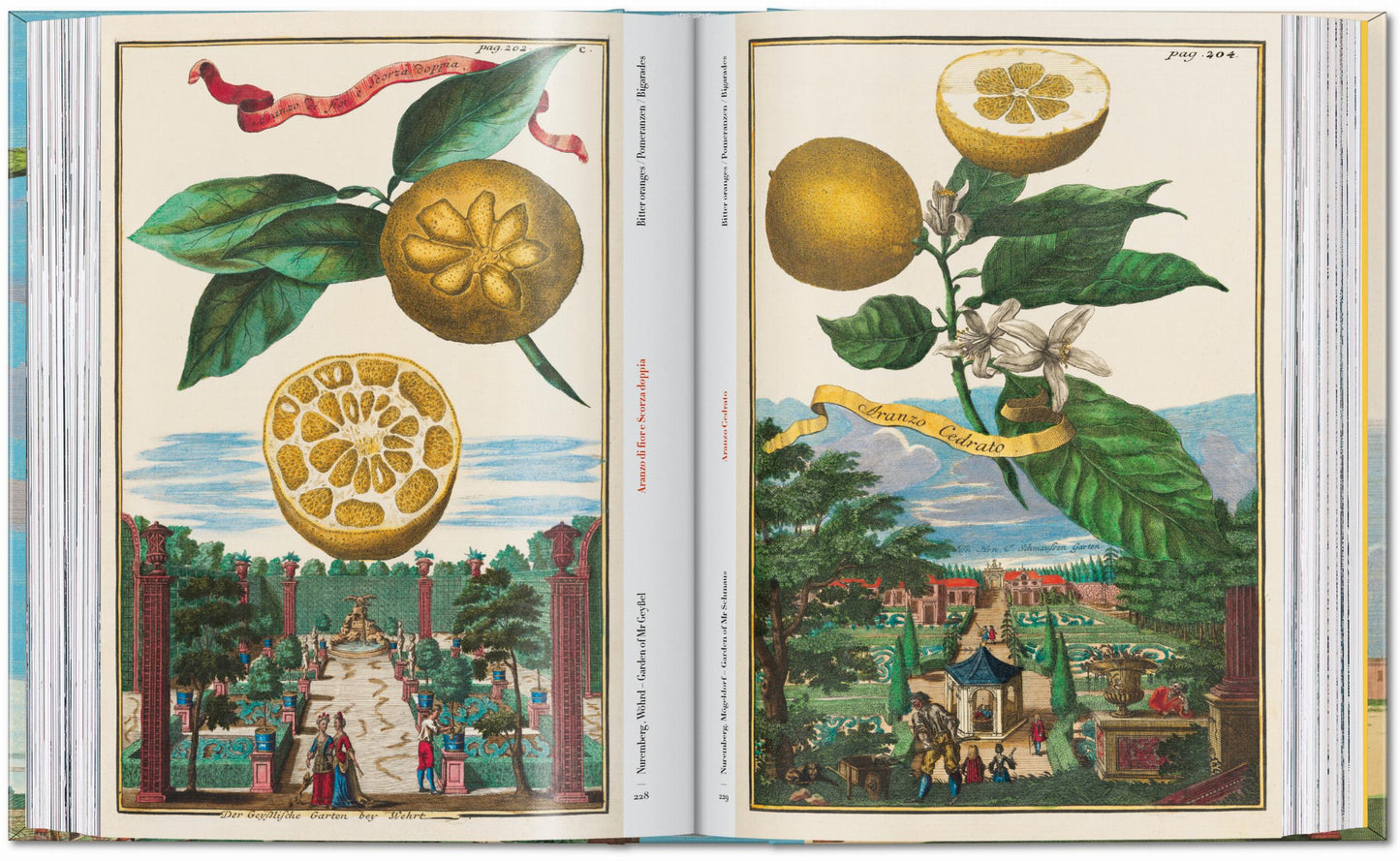 J. C. Volkamer. The Book of Citrus Fruits. 45th Ed. (German, French, English)