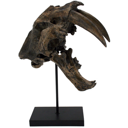 Replica Sabertooth Tiger Dinosaur Skull Fossil with Stand