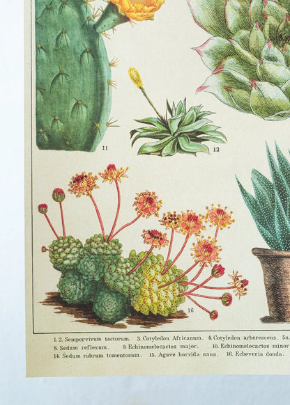 Cacti Scientific Chart Charts Stemcell Science Shop