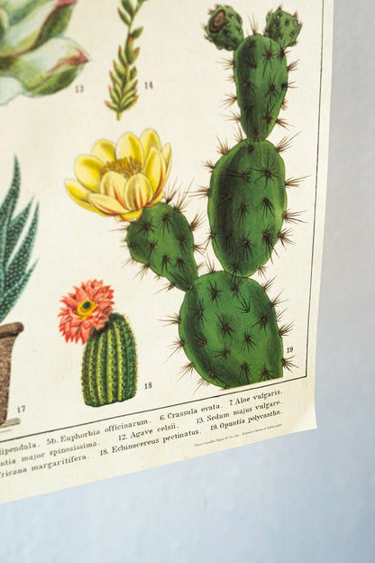 Cacti Scientific Chart Charts Stemcell Science Shop