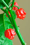 Carolina Reaper Seeds, Default Title at Stemcell Science Shop