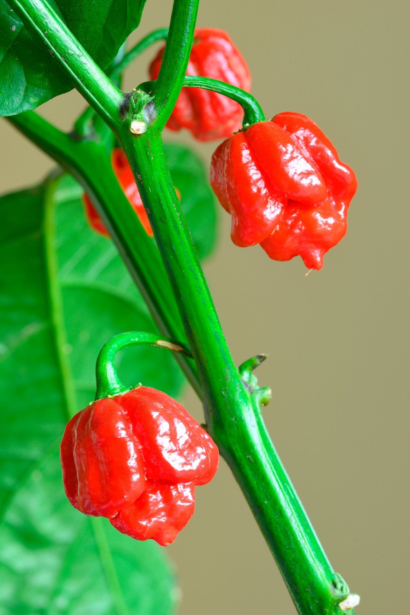 Carolina Reaper Seeds - from Stemcell Science Shop