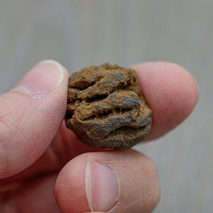 Hell Creek Mini Dawn Redwood Cones - Fossilized Metasequoia Cones