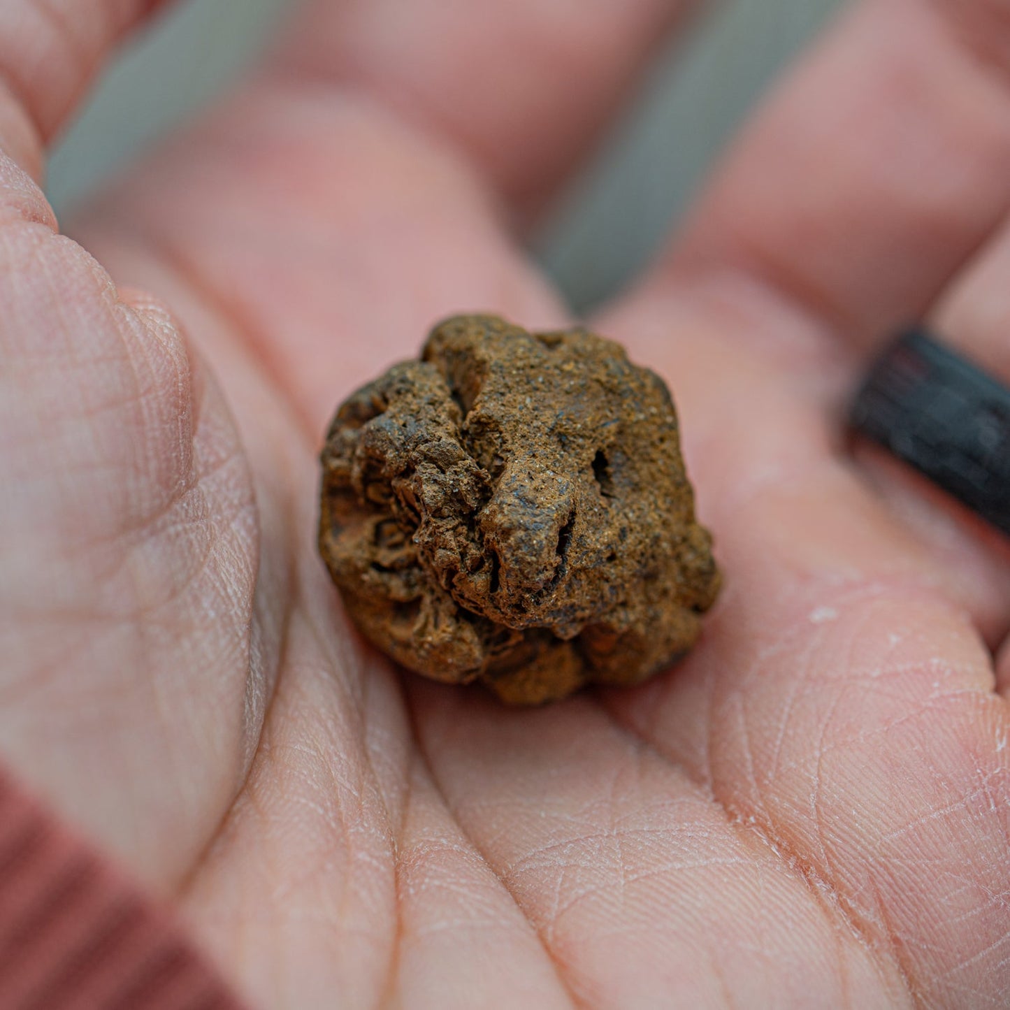 Hell Creek Mini Dawn Redwood Cones - Fossilized Metasequoia Cones