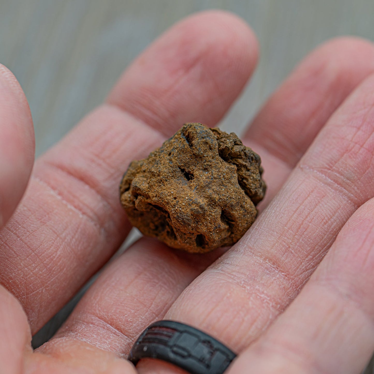 Hell Creek Mini Dawn Redwood Cones - Fossilized Metasequoia Cones