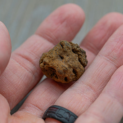 Hell Creek Mini Dawn Redwood Cones - Fossilized Metasequoia Cones