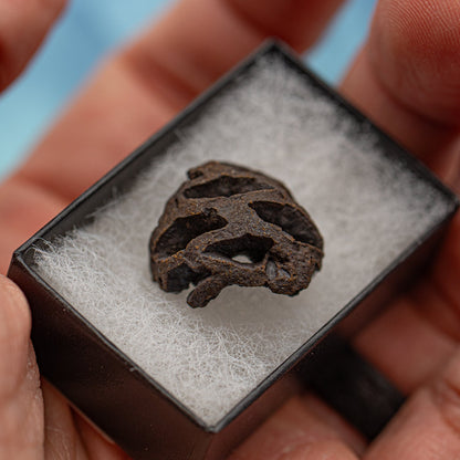 Hell Creek Mini Dawn Redwood Cones - Fossilized Metasequoia Cones