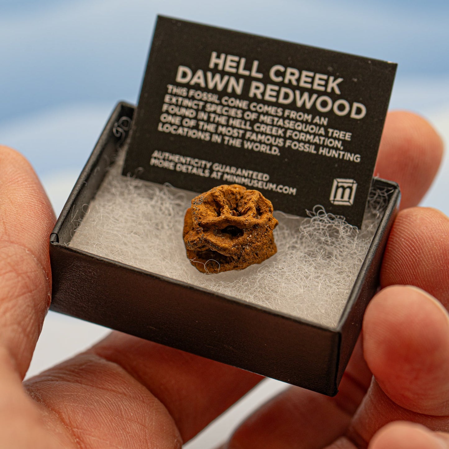 Hell Creek Mini Dawn Redwood Cones - Fossilized Metasequoia Cones