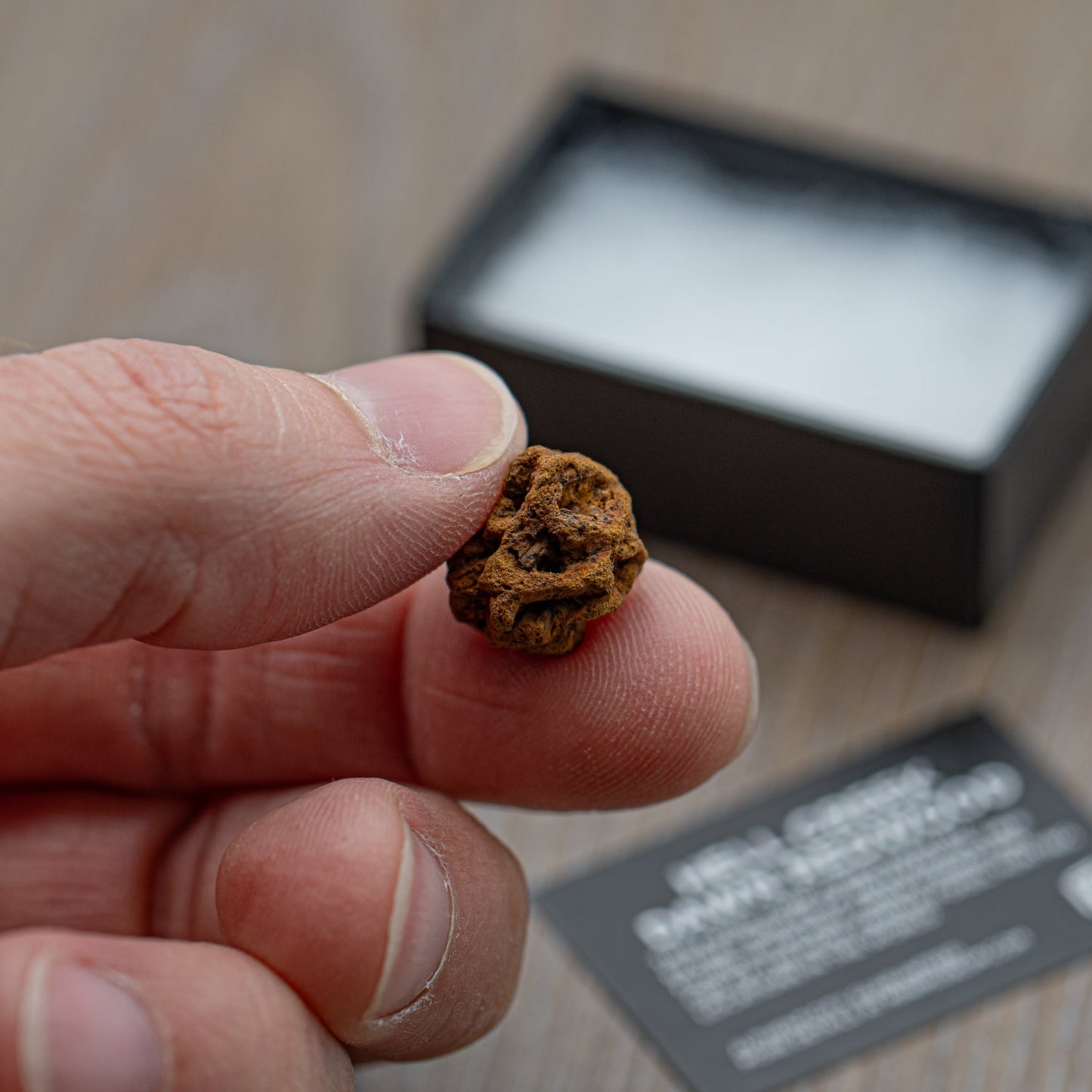 Hell Creek Mini Dawn Redwood Cones - Fossilized Metasequoia Cones