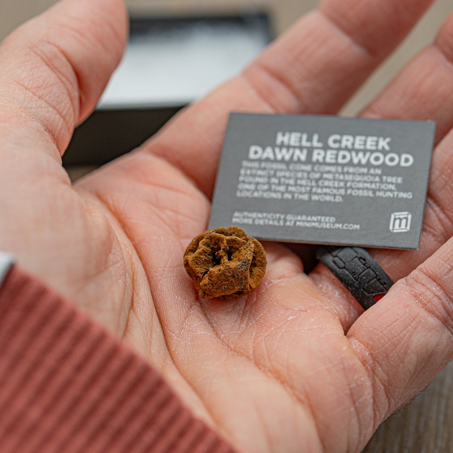 Hell Creek Mini Dawn Redwood Cones - Fossilized Metasequoia Cones