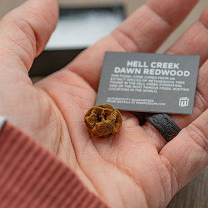 Hell Creek Mini Dawn Redwood Cones - Fossilized Metasequoia Cones