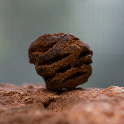 Hell Creek Mini Dawn Redwood Cones - Fossilized Metasequoia Cones