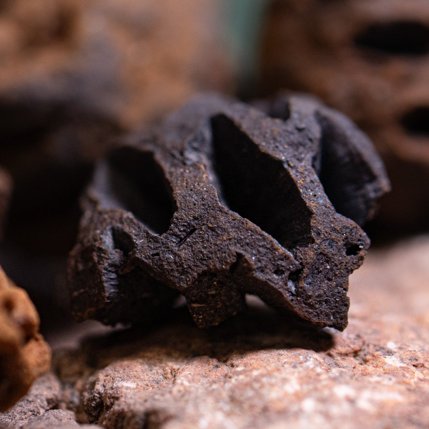 Hell Creek Mini Dawn Redwood Cones - Fossilized Metasequoia Cones