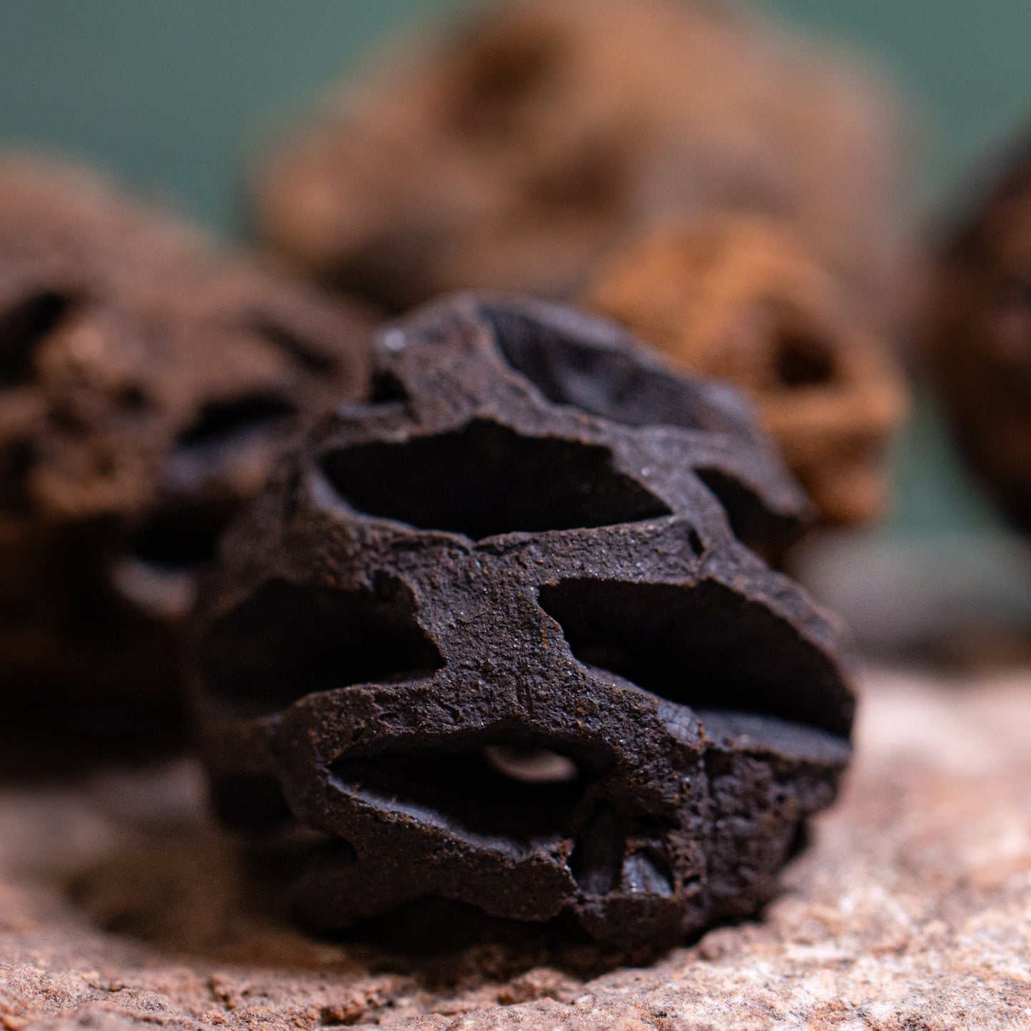 Hell Creek Mini Dawn Redwood Cones - Fossilized Metasequoia Cones