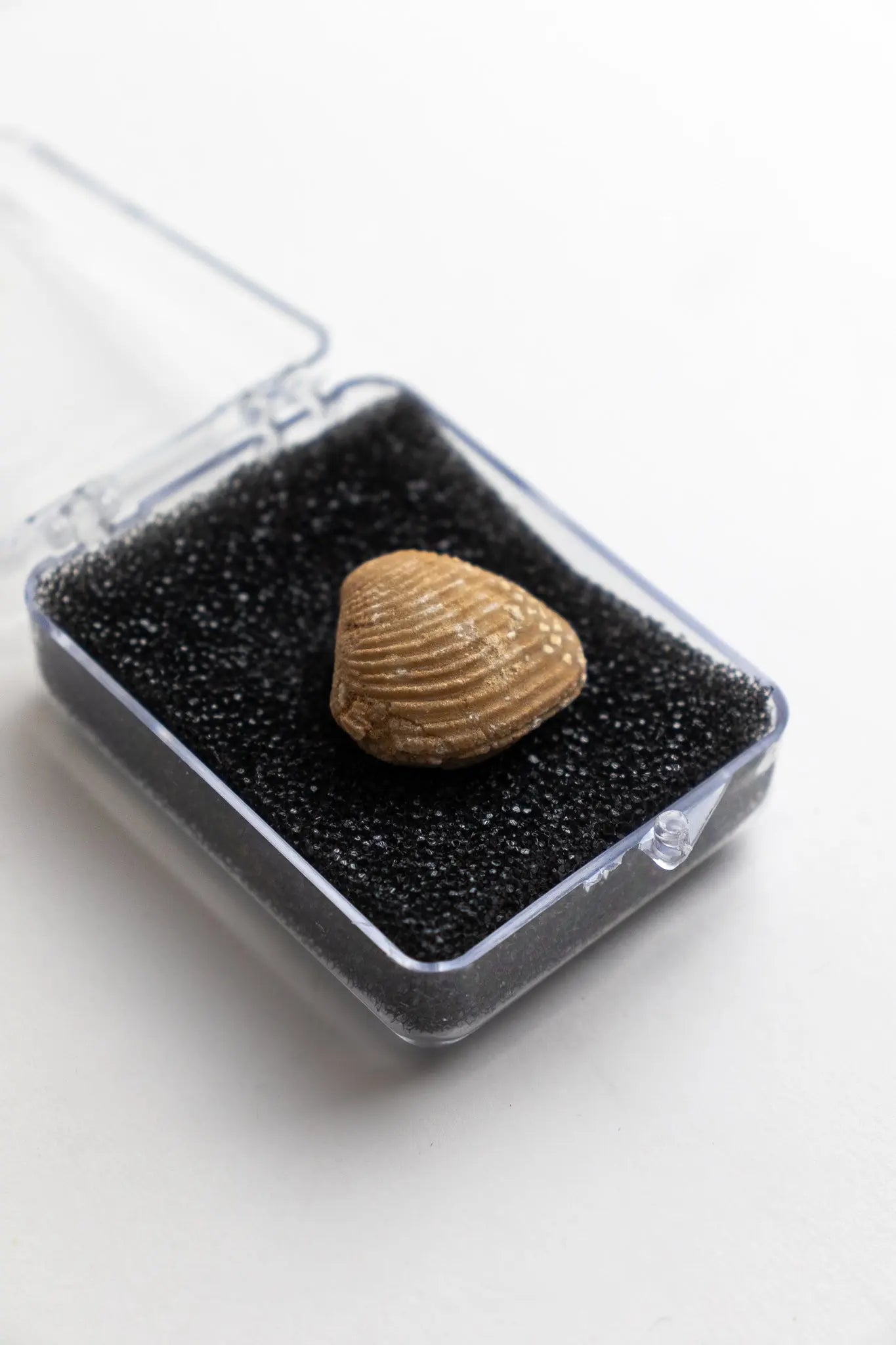 Clam Fossil Fossil Stemcell Science Shop