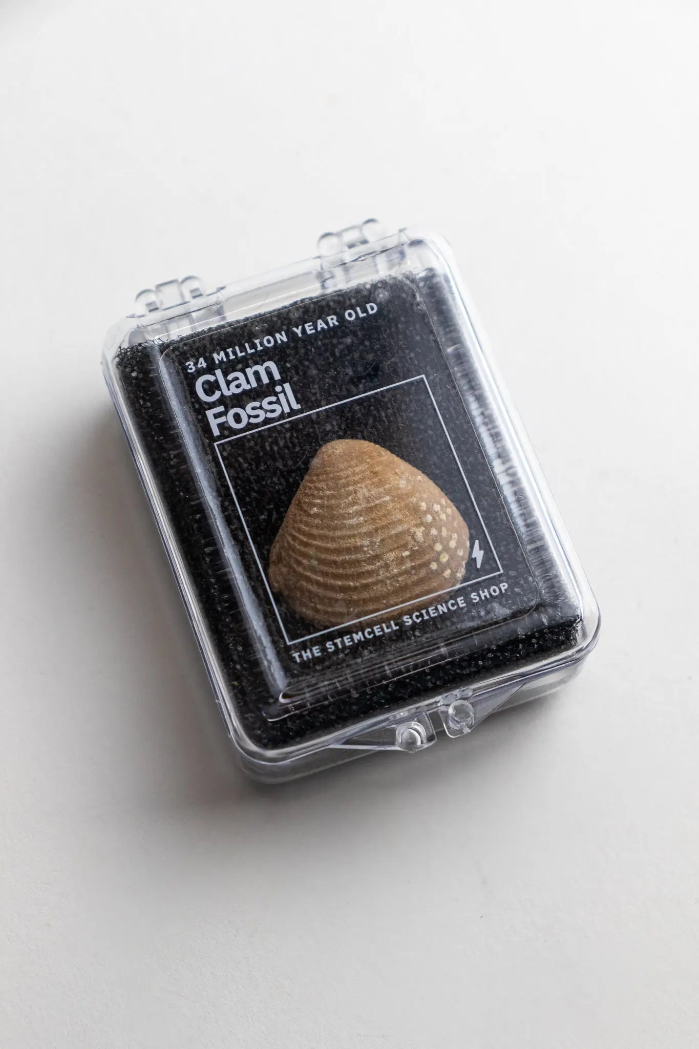 Clam Fossil Fossil Stemcell Science Shop