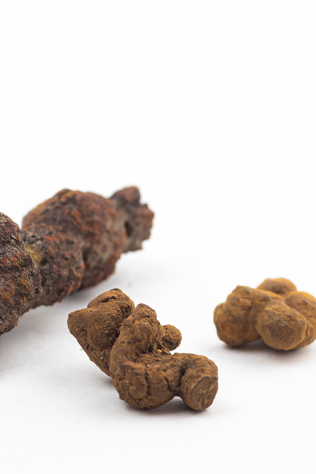 Coprolite - Fossil from Stemcell Science Shop