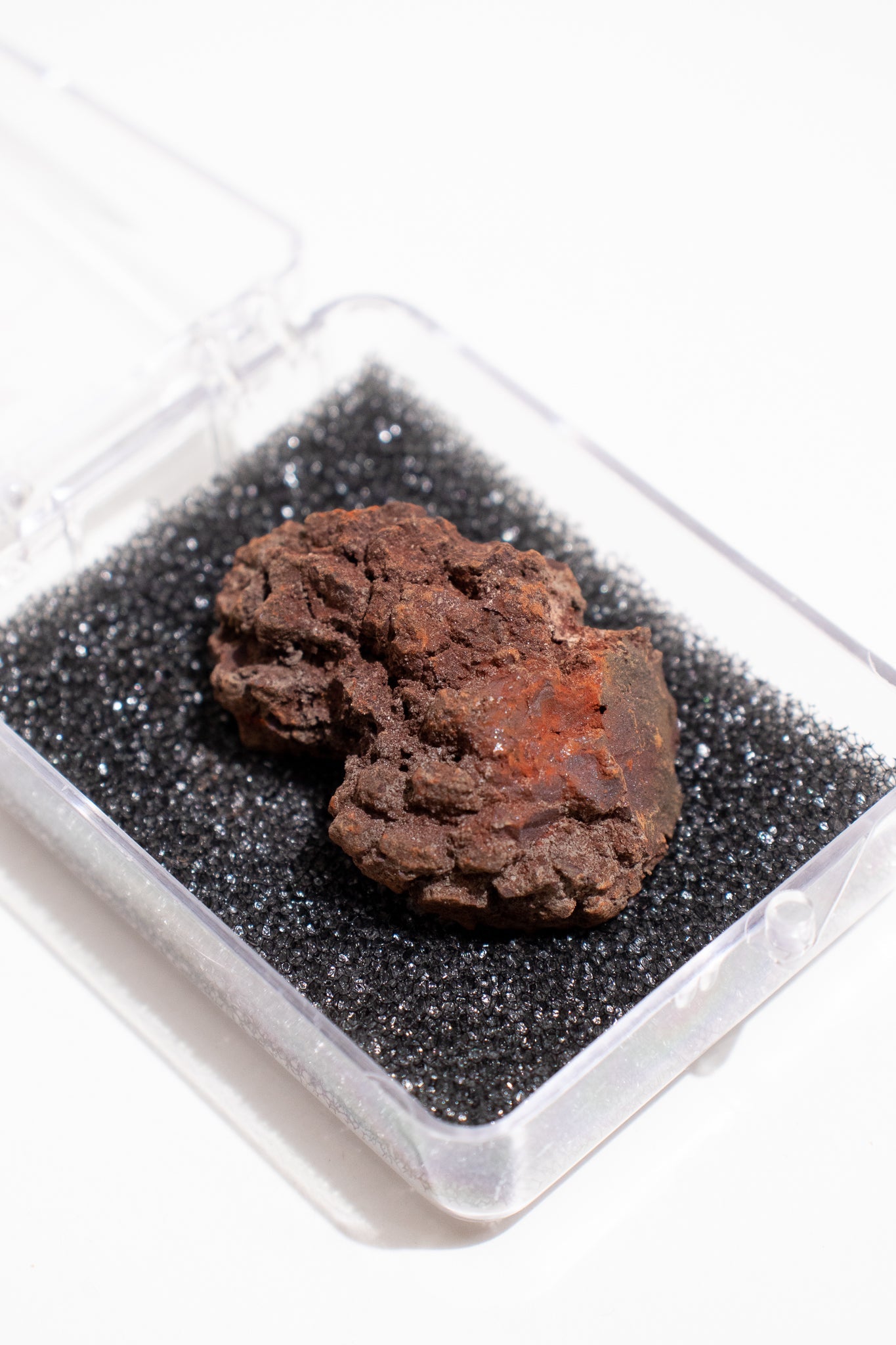 Coprolite Fossil Stemcell Science Shop