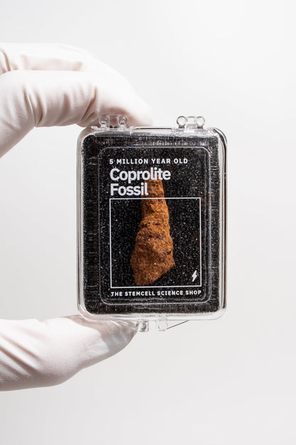 Coprolite Fossil Stemcell Science Shop