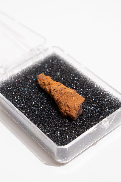 Coprolite Fossil Stemcell Science Shop