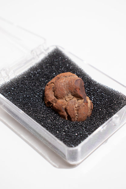 Coprolite Fossil Stemcell Science Shop