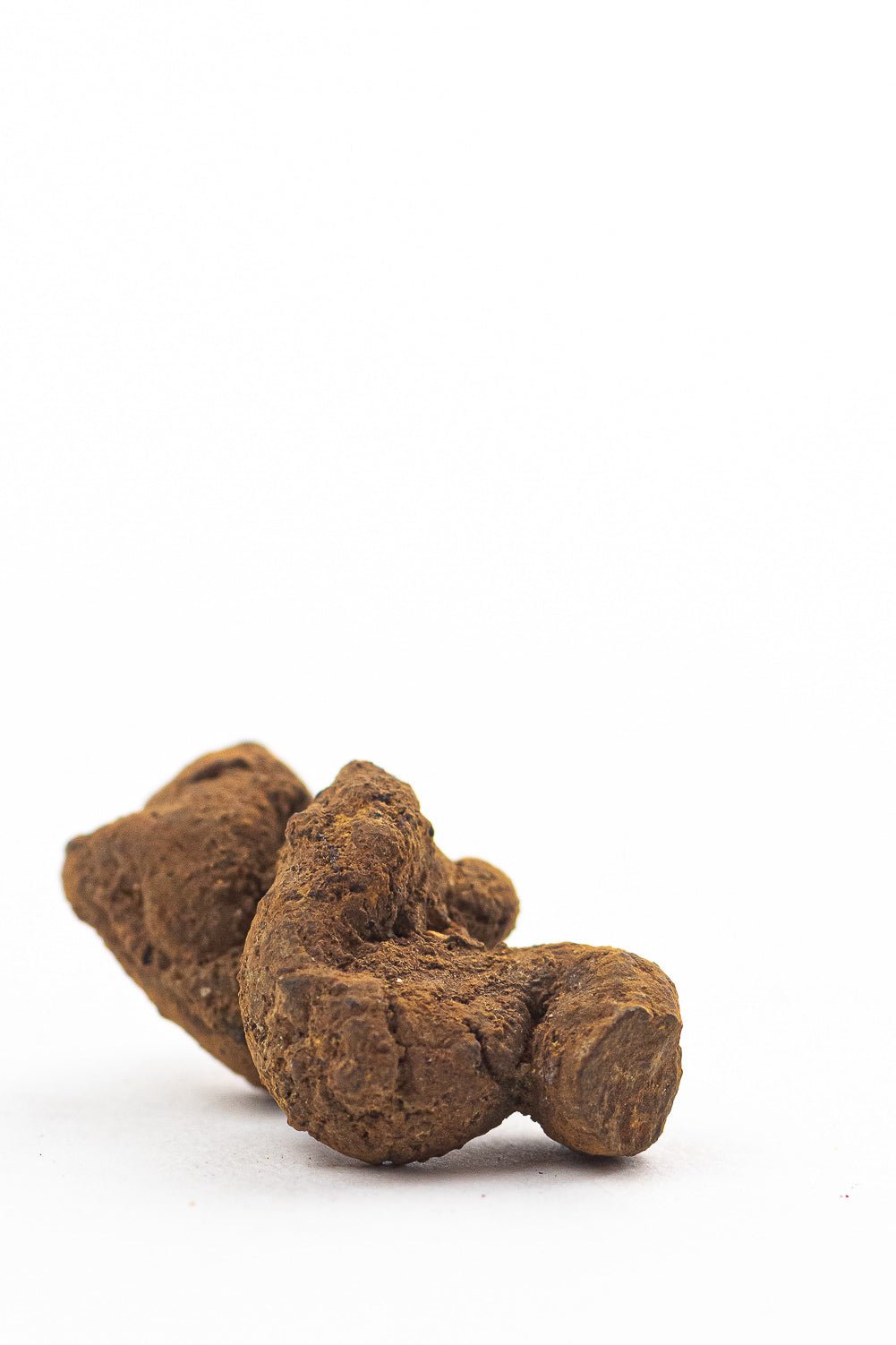 Coprolite - Fossil from Stemcell Science Shop
