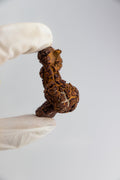 Coprolite - Fossil from Stemcell Science Shop
