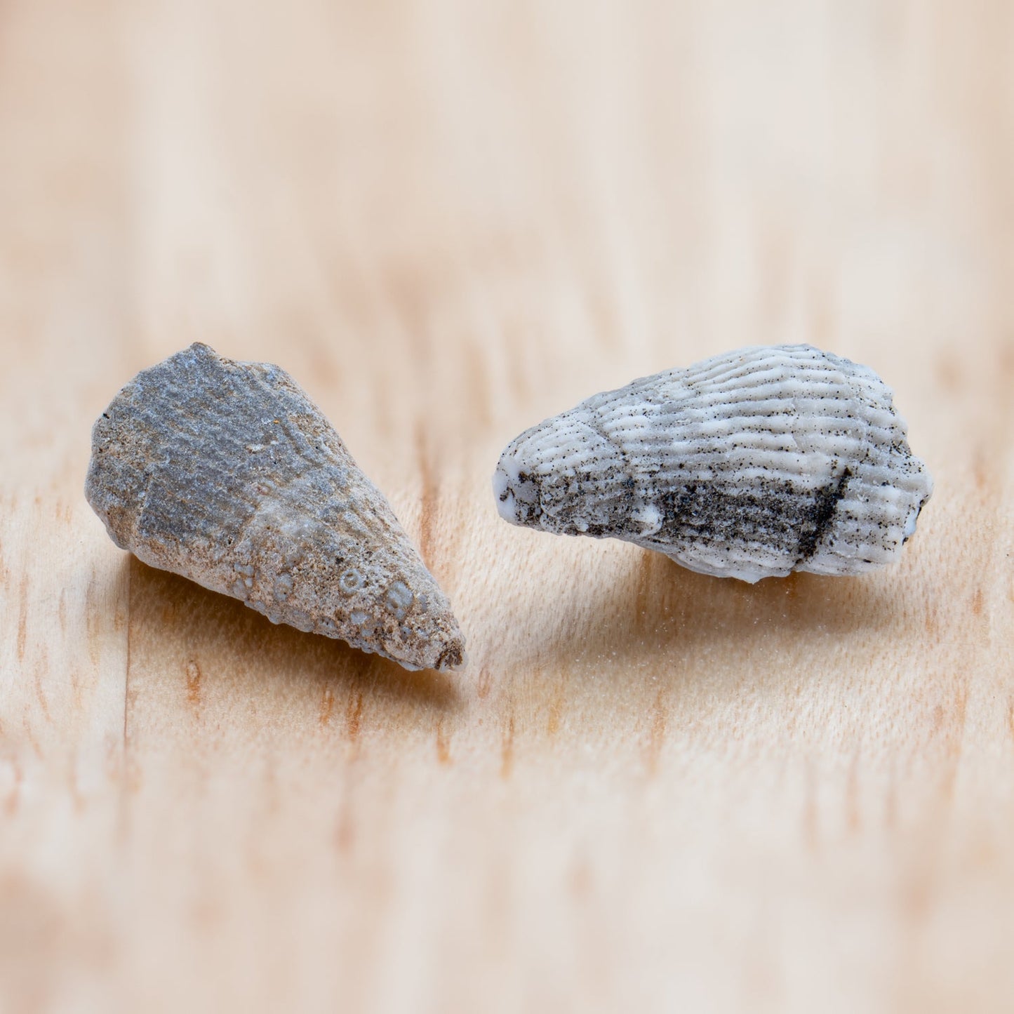 Ancient Oceans - 4-in-1 Fossil Specimen Collection